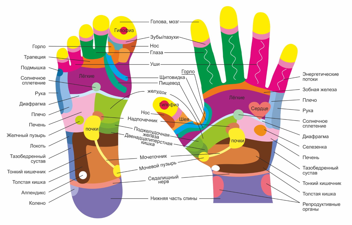 Точки на ногах отвечающие за органы фото с надписями