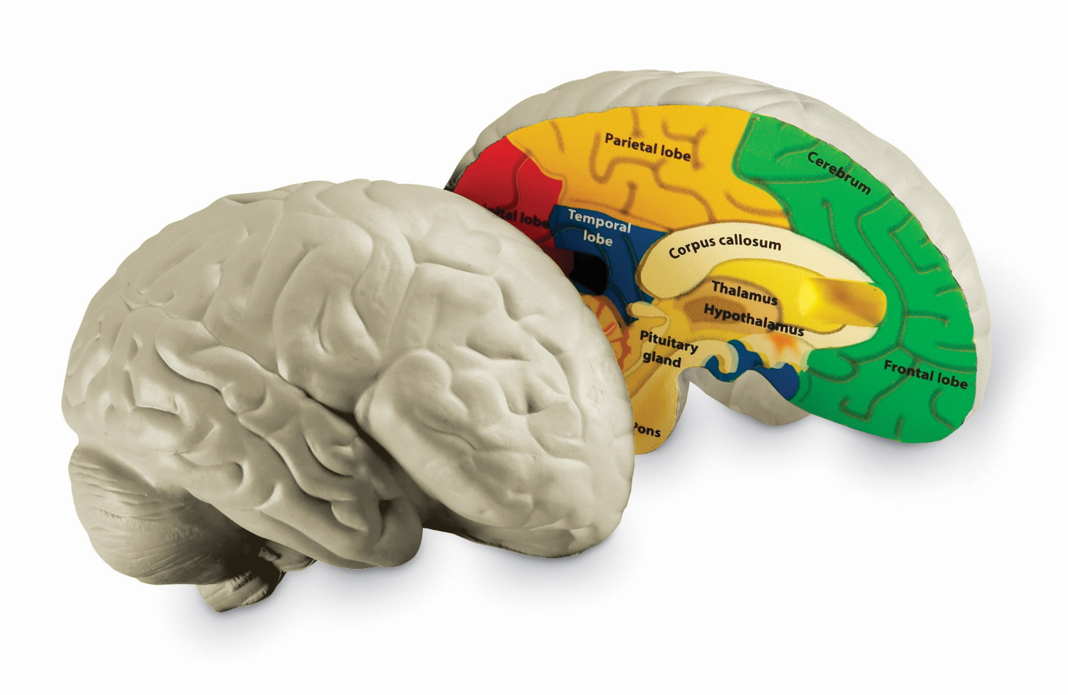 Мозг купить спб. Модель мозга человека анатомическая. Муляж мозга. Макет мозга человека. Игрушечный мозг.